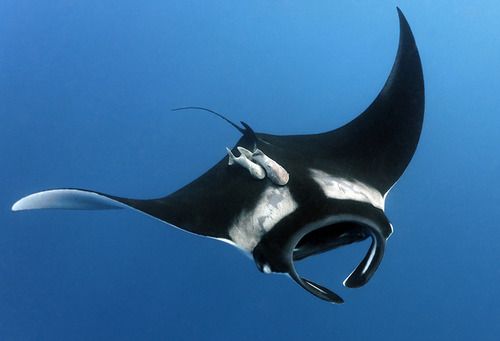 Pesona Bawah Laut Halmahera Selatan